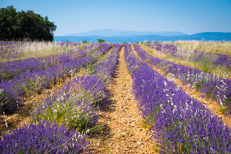 法国的Lavanda Fields